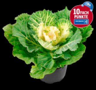 Zierkohl