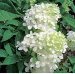 Rispenhortensie