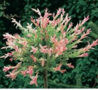 Harlekinweide
