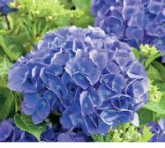 Bauernhortensie