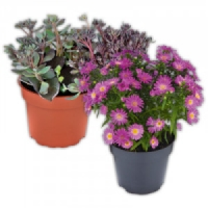 Herbstzauber Mix 1.29&nbsp;&euro;