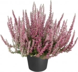 Calluna 1.19 €