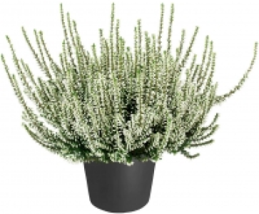 Calluna 1.49 €