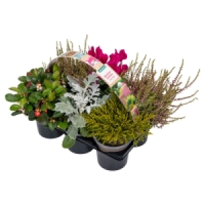 GARDENLINE® 6er-Herbstpflanzenmix