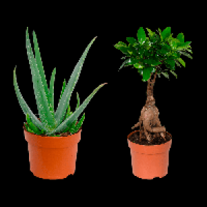 GARDENLINE Premium-Grünpflanze 3.49 €