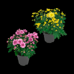 GARDENLINE Chrysantheme 1.49 €