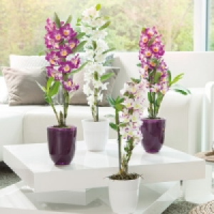 Dendrobium nobile 6.79 €