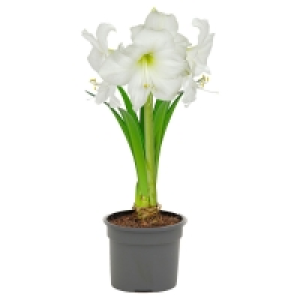 GARDENLINE® Blühgaranten-Pflanzenmix