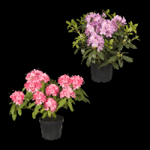 GARDENLINE Rhododendron-Busch 5.99 €