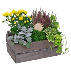 GARDENLINE® Herbst-Komposition