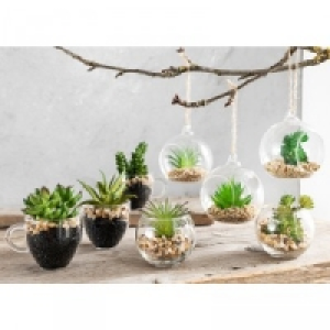 Deko-Sukkulenten 2.49 €