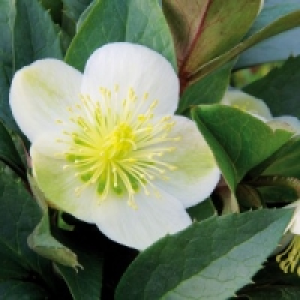 Christrose Helleborus 3.49&nbsp;&euro;