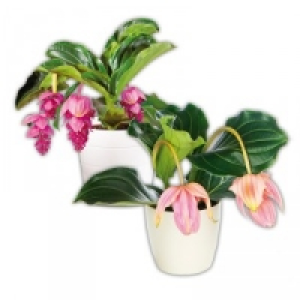 Medinilla magnifica 9.79 €