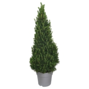 GARDENLINE® XL-Zuckerhutfichte 6.99 €