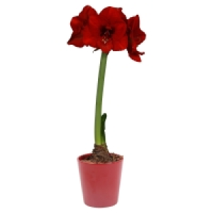 Aldi Süd  GARDENLINE® Amaryllis im Übertopf