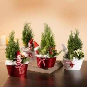 Weihnachtliches Arrangement 7.99 €