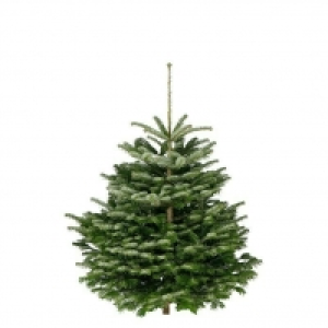 Piardino Nordmanntanne 19.95 €
