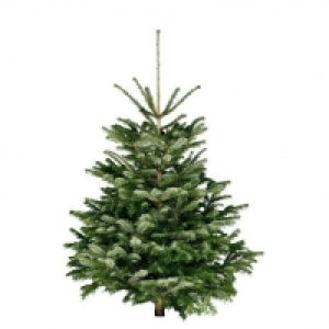 Piardino Nordmanntanne 27.95 €
