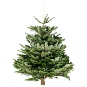 Piardino Nordmanntanne 32.95 €