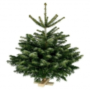 Piardino Nordmanntanne auf Holzkreuz 24.95 €