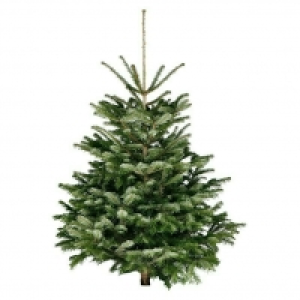 Piardino Bio-Nordmanntanne 39.95 €