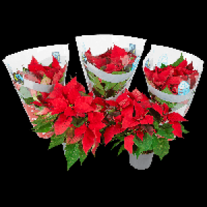 Fairtrade-Weihnachtsstern 2.69&nbsp;&euro;