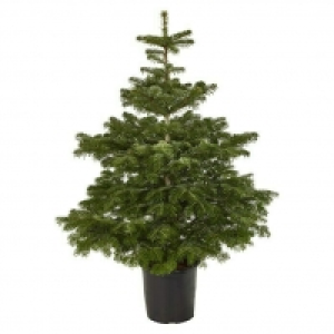 Piardino Nordmanntanne 39.95 €