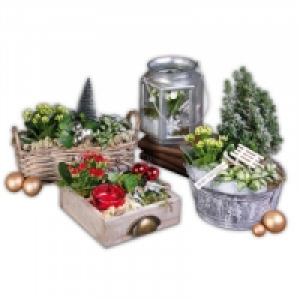 Weihnachtliches Arrangement 8.99 €