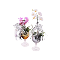 Edeka  Mini Orchidee Phalaenopsis 1-2 Trieber