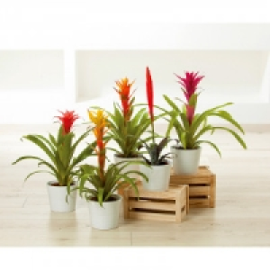 Bromelie 3.99 €
