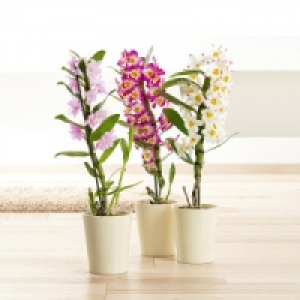 Dendrobium nobile 6.99 €