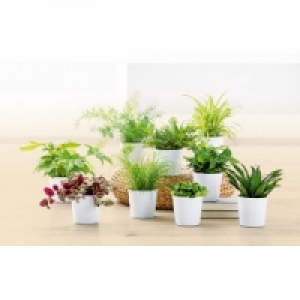 Gr&uuml;npflanzen 2.99&nbsp;&euro;