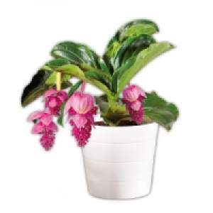 Medinilla magnifica 9.99 €