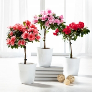 Azaleen Stämmchen 4.99 €