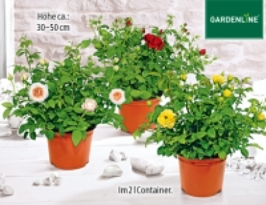 Gardenline Lizenz-Gartenrose