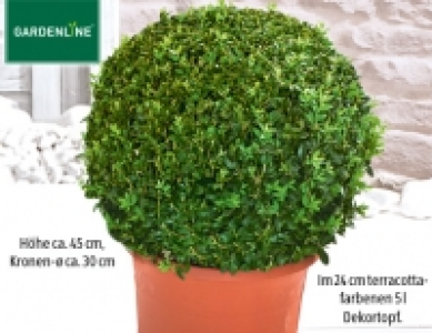 Gardenline Buchsbaum-Kugel