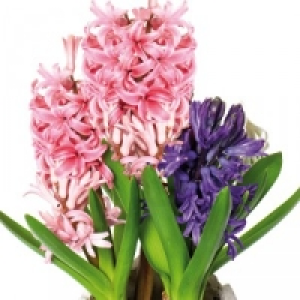 Hyazinthen 1.69&nbsp;&euro;