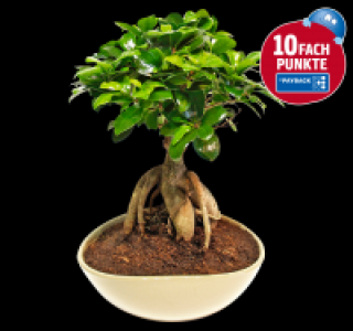 Penny  Bonsai