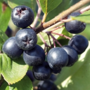 Beerensträucher 3.99 €