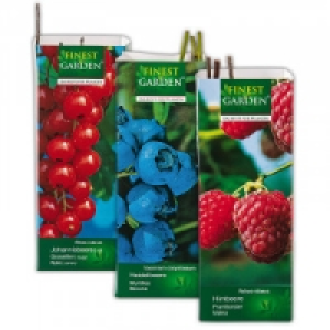 Beerensträucher 1.79 €
