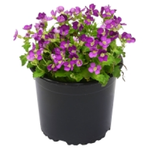 GARDENLINE® Polsterstaude 1.19 €