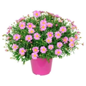 GARDENLINE® Margeriten-Busch 4.99 €