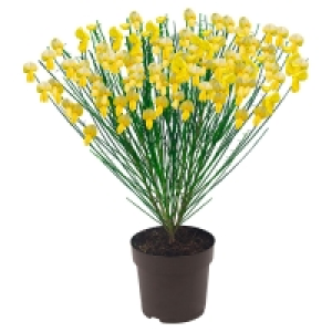 GARDENLINE® Edelginster 3.49 €