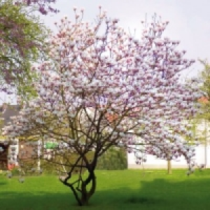 Norma Finest Garden Magnolie