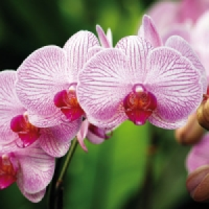 Orchideen-Phalaenopsis 6.99 €