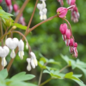 Norma Finest Garden Tränendes Herz Duo Jumbo