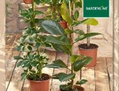 Grünpflanze 3.59 €