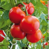 Norma  Tomatenpflanze