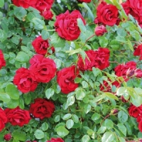 Norma Finest Garden Hochstamm Rose