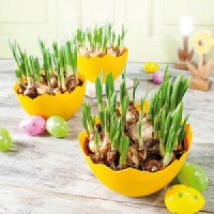 Narzissen 2.99&nbsp;&euro;